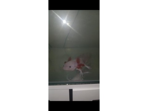 Acil satılık leucıstıc axolotl yem ve akvaryumla bırlıkte