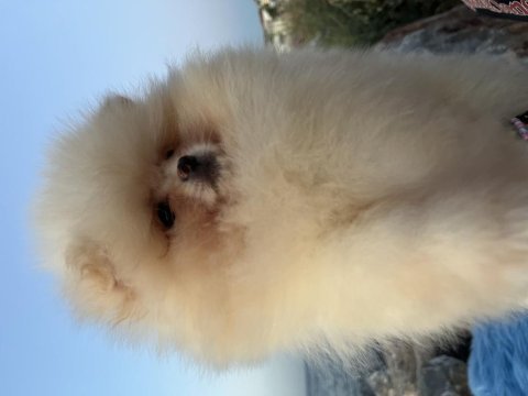 Pomeranian boo teddy face