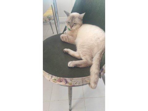 British shorthair alfee yuva arıyor