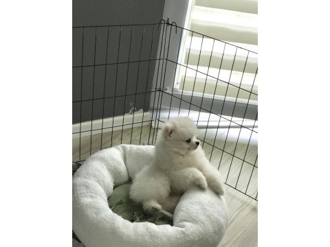 Pomeranian boo bebeğim