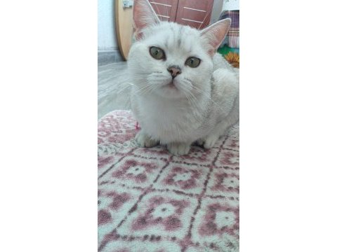 British shorthair kızımıza yeni yuva arıyoruz
