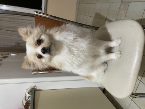 1 yaşında erkek eğitimli pomeranian