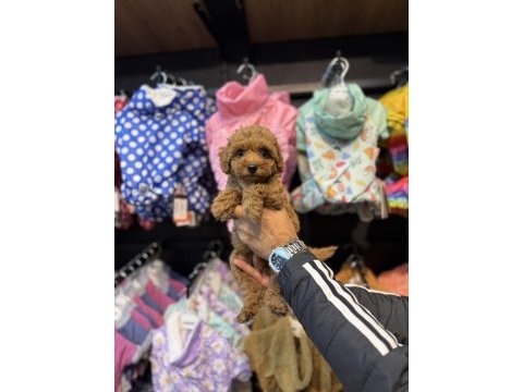 Toy poodle güzelliği