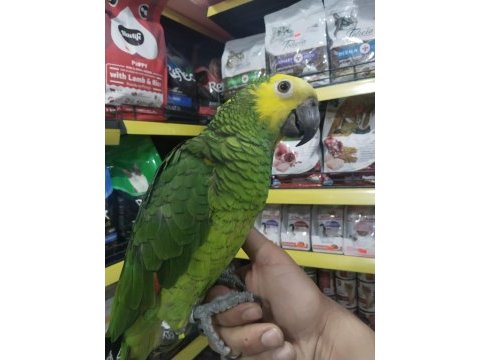 Full evcil konuşan oyun hamuru gibi amazon papağanı koko