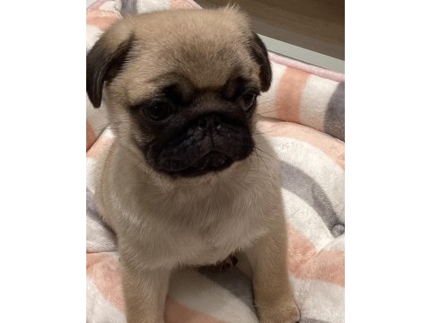 Dünya tatlısı pug yavruları