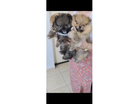 Pomeranian köpeği