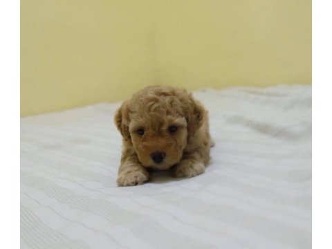 Irk garantili maltipoo yavruları