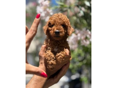 Tatlı yavru poodle köpeği