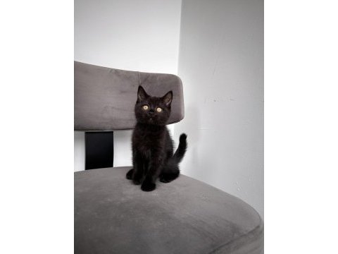 British shorthair yavrumuza aile arıyoruz