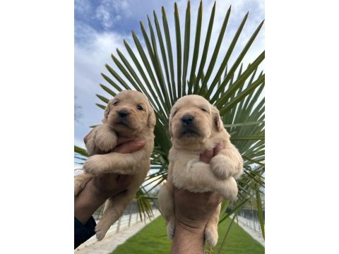 Labrador retriever yavrular