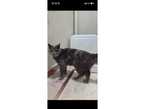 Kedimiz fırfır yeni yuvasını arıyor