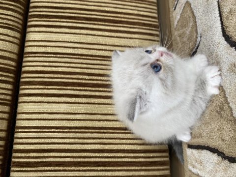 Minik yavrularımıza yuva arıyoruz british shorthair
