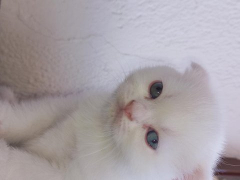 Pamuk scottish fold oğlum