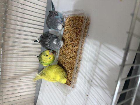 Jumbo muhabbet yavruları yeme düşmüştür