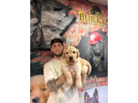 Burkem çiftliğimizden golden retriever dostunuz