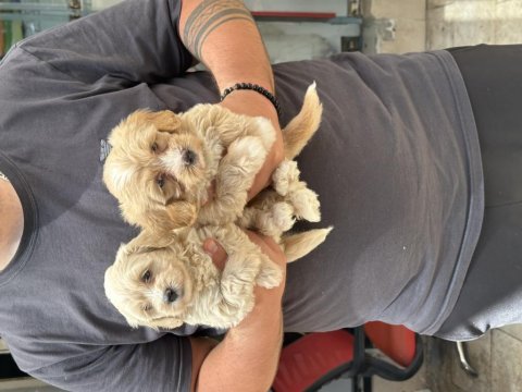 Sağlıklı orijinal maltipoo