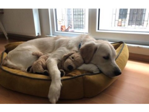 4 yaşında köpeğimiz adı ayran, sahiplendirmek istiyoruz