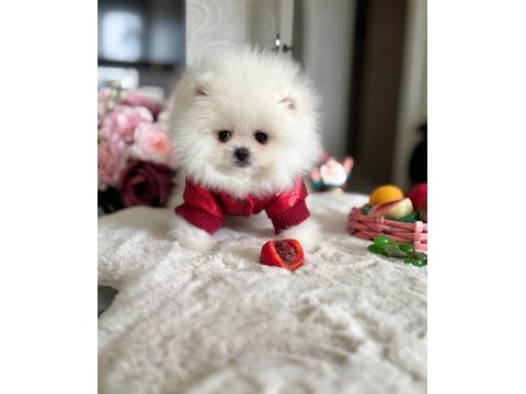 Teacup ayıcık pomeranian