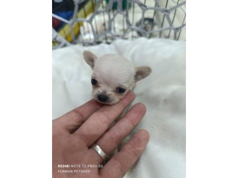 Maltese 5 şivava yavrularımız