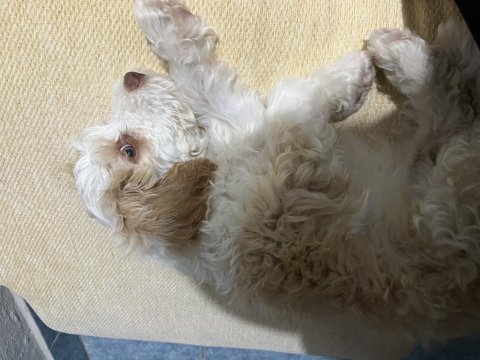 Acil sıcak yuva köpeğimize