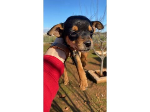 5 aylık pinscher erkek