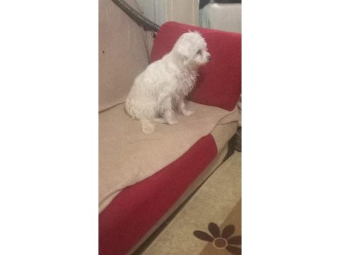 İki yaşında dişi maltese terrier