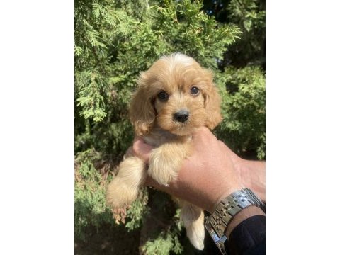 Cavapoo bebekler