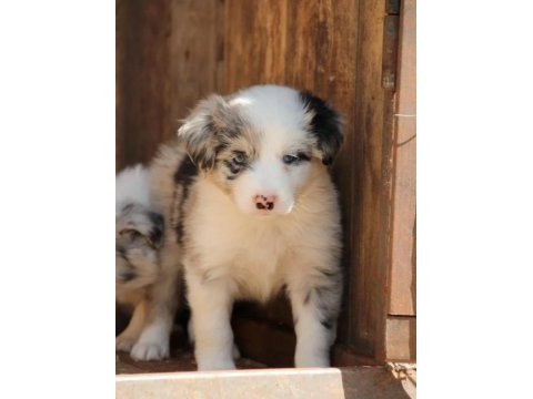 Harika border collie bebekler