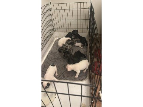 Safkan french bulldog yavrular