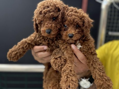 Safkan kısa kuyruk kore toy poodle yavrularımız