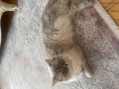 Kedimizden ücret talep edilmeyecektir