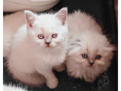 Safkan british ve scottish
