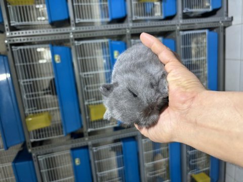 Cüce tavşan yavruları