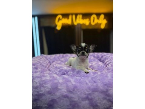 Orj teacup chihuahua bebeklerimiz (şivava)
