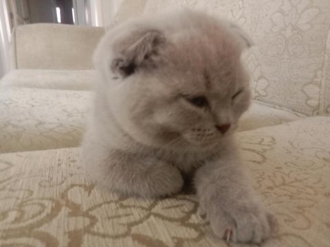Minik scottish fold yavrularına ömürlük yuva