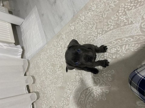 2 aylık ırk garantili cane corso