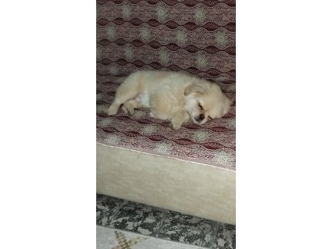 Pekinez yavru erkek 4 aylık karne ve aşıları vardır