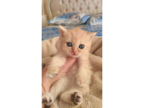 Son kalan peluş gibi yavru kediler