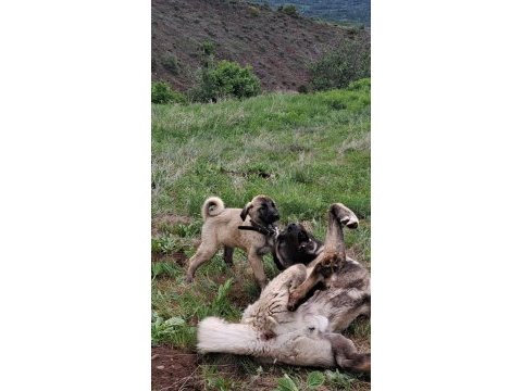 2 buçuk aylık kangal