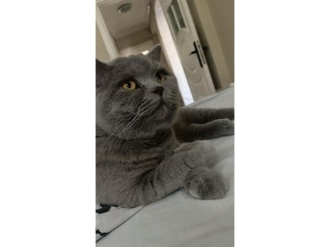 Sevgi dolu bir aileye sahiplendirilecek kedimiz