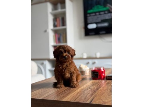 Top poodle 2,5 aylık