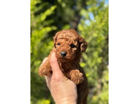 Red brown toy poodle bebeklerimiz