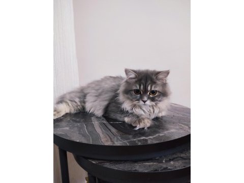 7 aylık british longhair dişi kedimiz