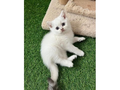 Safkan kedilerim kabiliyeti bilene