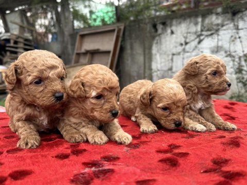 Toy poodle bebişler