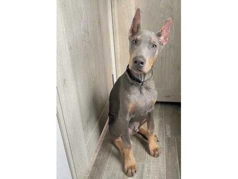 Herkeste olan herkeste kalsın nadir renk dobermanlar bizde