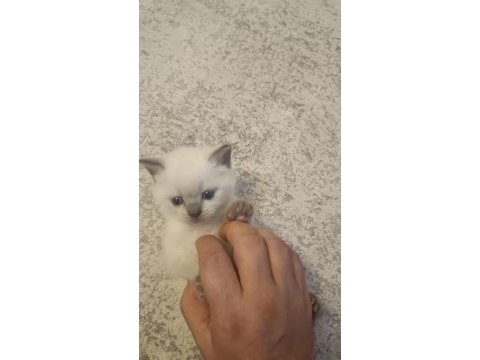 British shorthair blue point yavrumuz