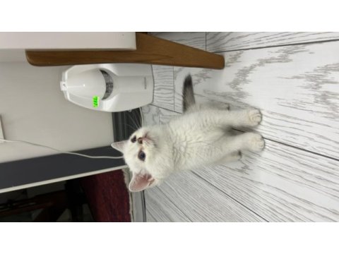 Dişi british shorthair silver point mavi göz