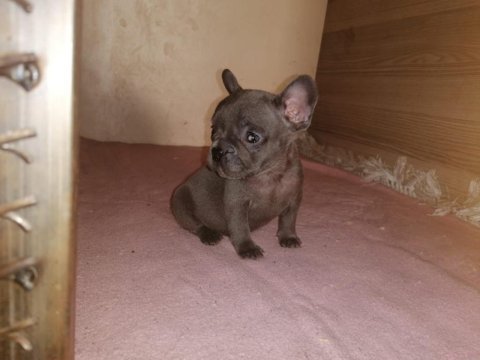 0-3 aylık french bulldog yavrularımız