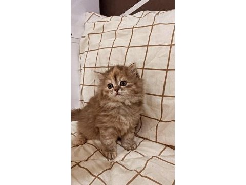 Prenses british longhair kızımıza yuva aranıyor